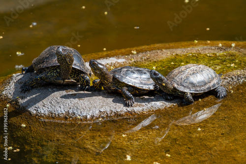 group of small green turtles with carapace on a stone in the park in the river during the day