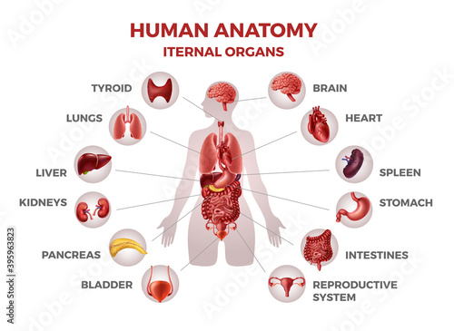 Body internal organs. Woman body anatomy with stomach and kidneys, heart and liver or lungs. Isolated medical infographic template. Educational placard with text and icons. Vector human figure banner