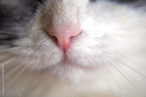 cat's cute pink nose
