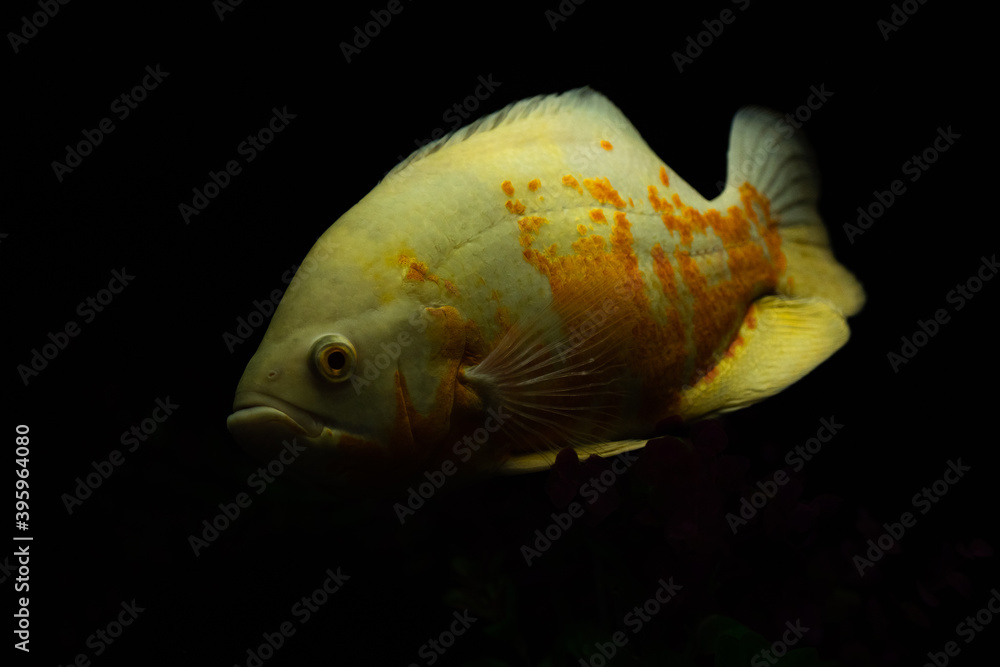 Astronotus ocellatus fish also known as Oscar fish isolated on black background.
