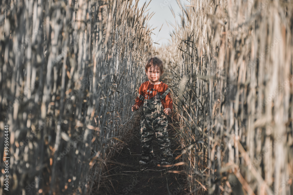 Portrait of little boy standing among ears of wheat field. child in the middle of gray wheat field, ears of wheat higher than child. Sunny summer portrait