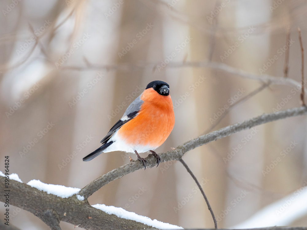 Fototapeta premium Eurasian bullfinch (Pyrrhula pyrrhula) in winter frosty weather in the snow. The Eurasian bullfinch, common bullfinch or bullfinch (Pyrrhula pyrrhula) is a passerine bird in the family Fringillidae.