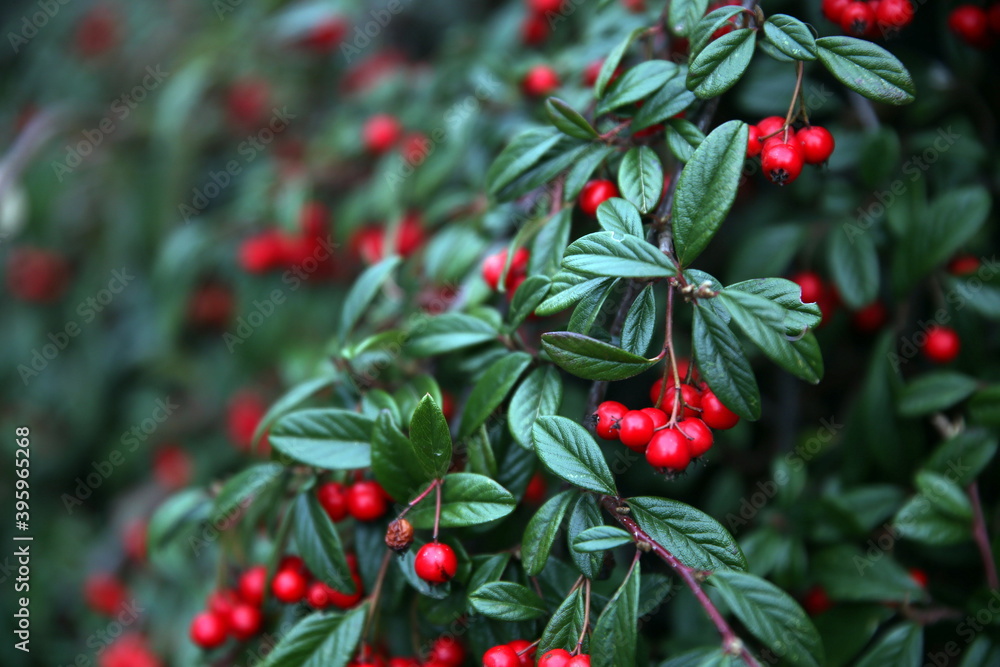 Shrub with red berries and shiny green leaves, with focus on foreground