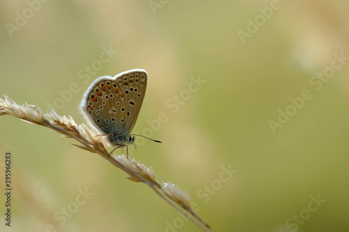 Brown argus butterfly on a plant . Brown small butterfly with orange and black spots, and blue body on a dry plant. Natural background.