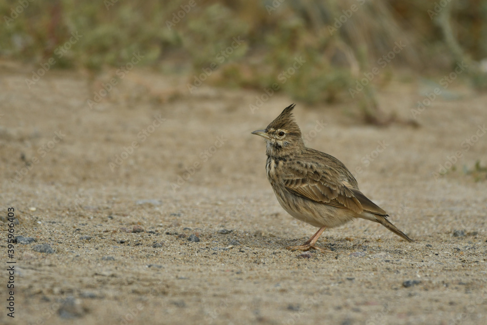 Small Crested Lark breeding on the ground Small Crested Lark breeding on the ground