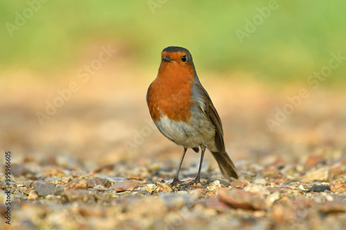 Beauty small European Robin hunting on the grass