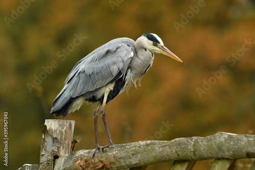 Elegant Grey Heron perched on the fence and dry feathers
