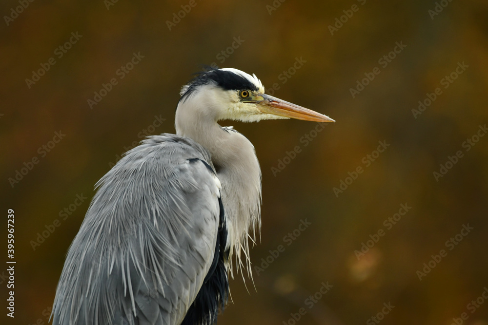 Obraz premium Elegant Grey Heron portrait in atumn colours