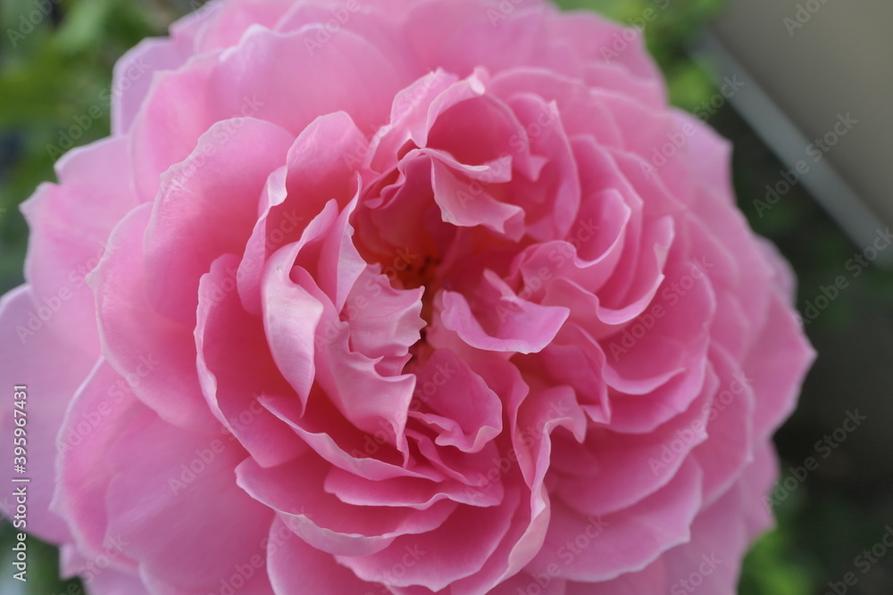 Rosenblüte Rosenblüte