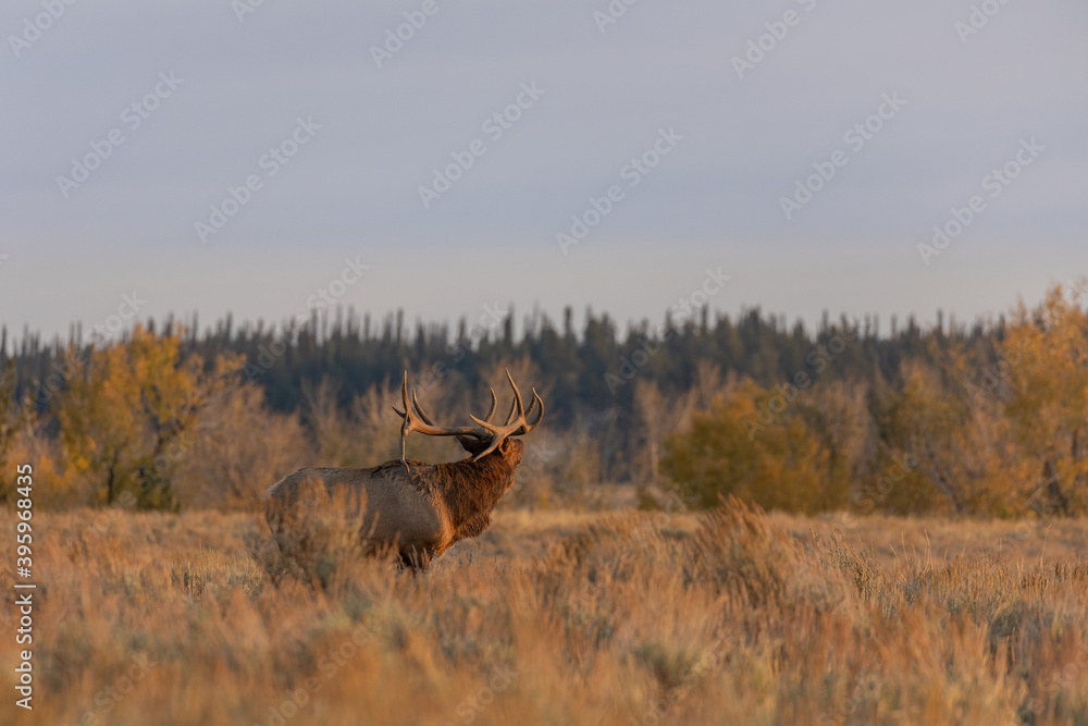 Fototapeta premium Bull Elk in Wyoming During the Rut in Autumn