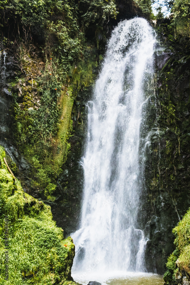 Obraz premium waterfall in the forest