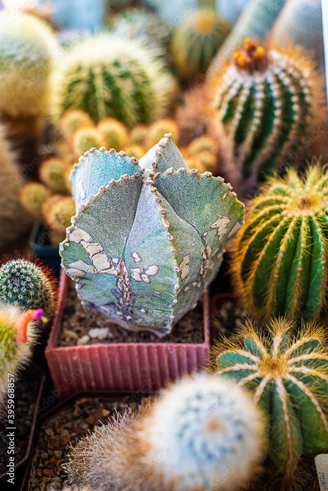 Collectible cacti from different countries in the home collection Collectible cacti from different countries in the home collection