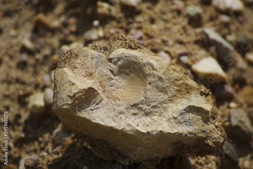 snake in the sand