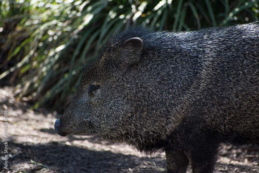 Un pecarí, de la familia Tayassuidae en el suborden Suina junto con los cerdos del Viejo Mundo, Suidae. Se encuentra en Melbourne, Australia. Chancho, cerdo, puerco. Un pecarí, de la familia Tayassuidae en el suborden Suina junto con los cerdos del Viejo Mundo, Suidae. Se encuentra en Melbourne, Australia. Chancho, cerdo, puerco.