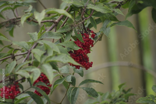 red berries of a currant