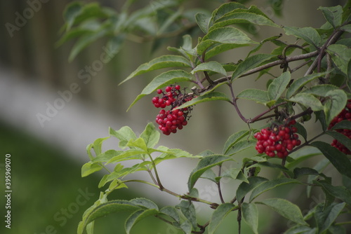 wild strawberry on a bush