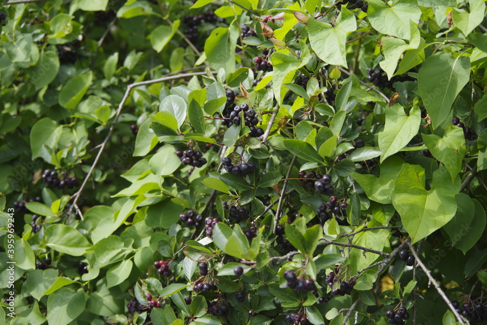 Obraz premium green leaves on a tree