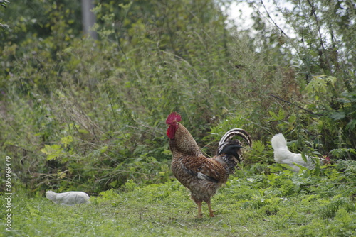 range chicken