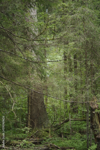 the forest in the morning