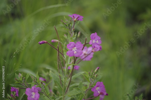 flowers in the field