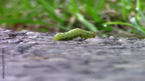 Close up of a green caterpillar crossing a paved street, it will become a moth called Cryphia algae photo