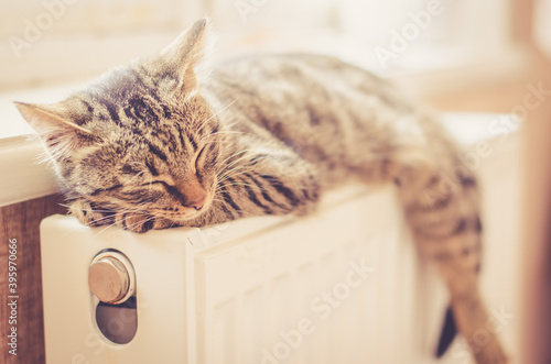 Beautiful tabby kitten sleeps on the radiator near the window in the sun. The cat lies on a warm heating radiator