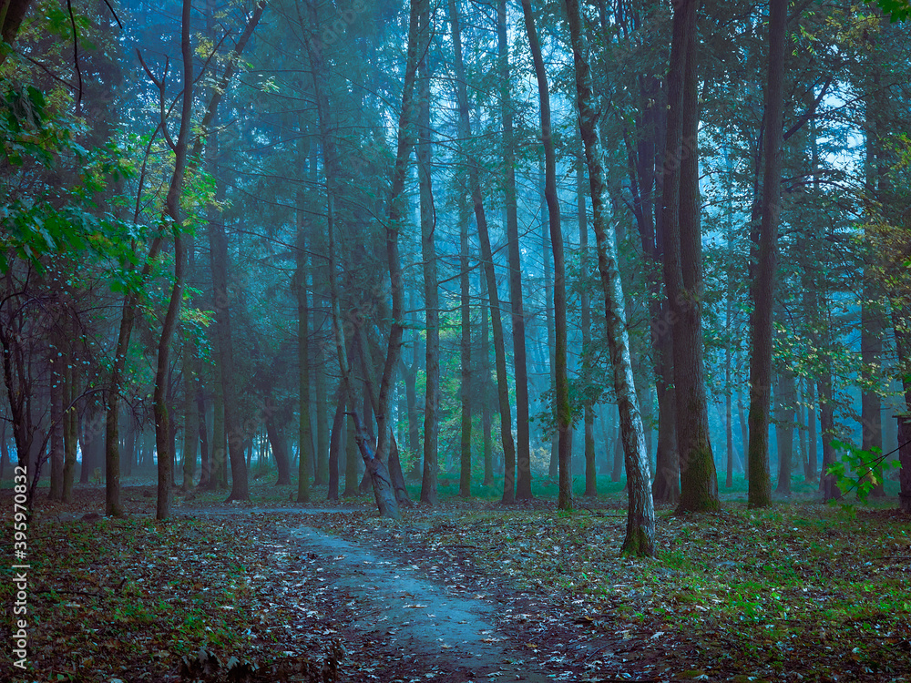 Fototapeta premium Dark forest in thick fog. Mystical landscape. Spooky park.