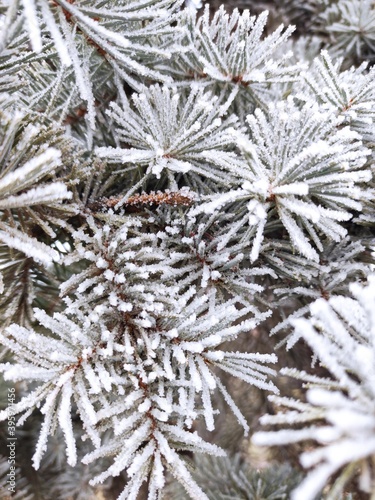 frost on branches