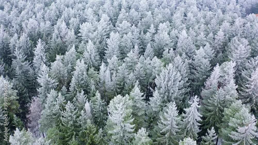 Young beautiful coniferous forest under the first snow. Soft frost on spruce branches