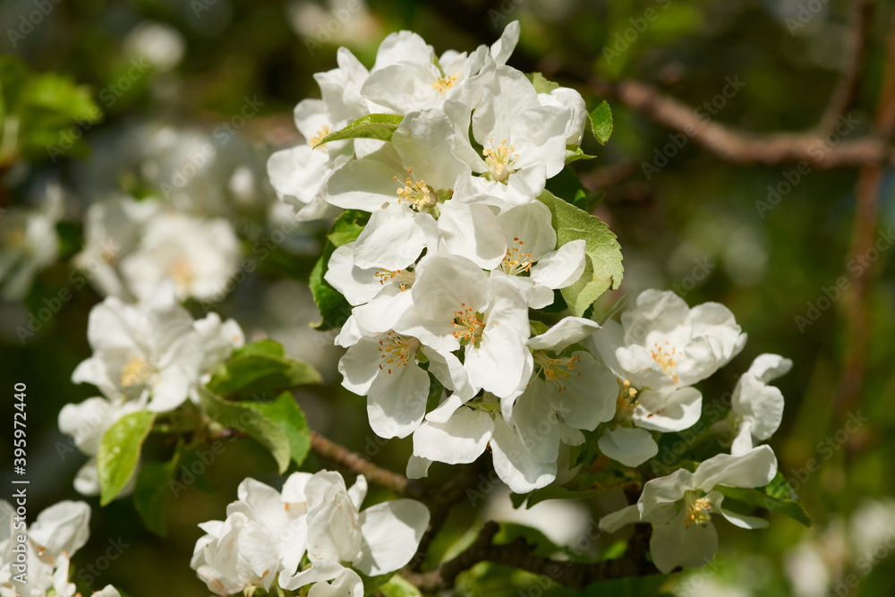 Fototapeta premium Birnbaumblüten