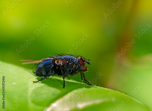 Macro of a fly © manfredxy