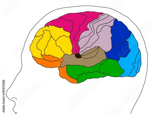 Brodmann area map of The human brain on white background photo