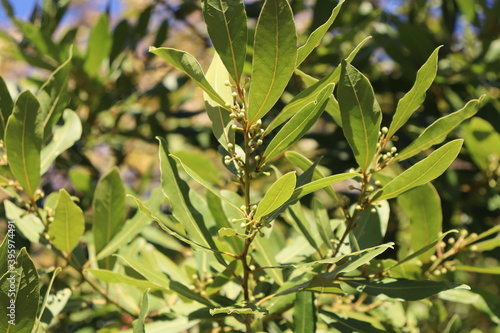 the green leaves of the Laurel tree