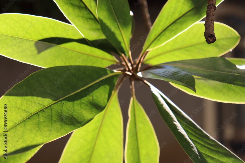 close up of green leaves close up of green leaves