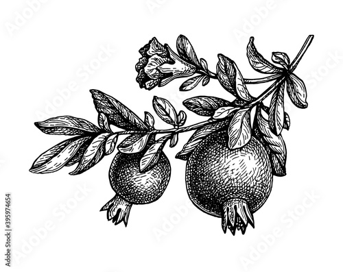 Ink sketch of pomegranate branch