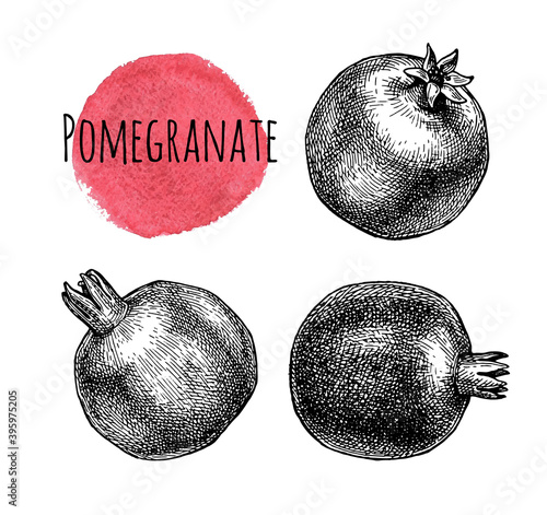 Ink sketch of pomegranate