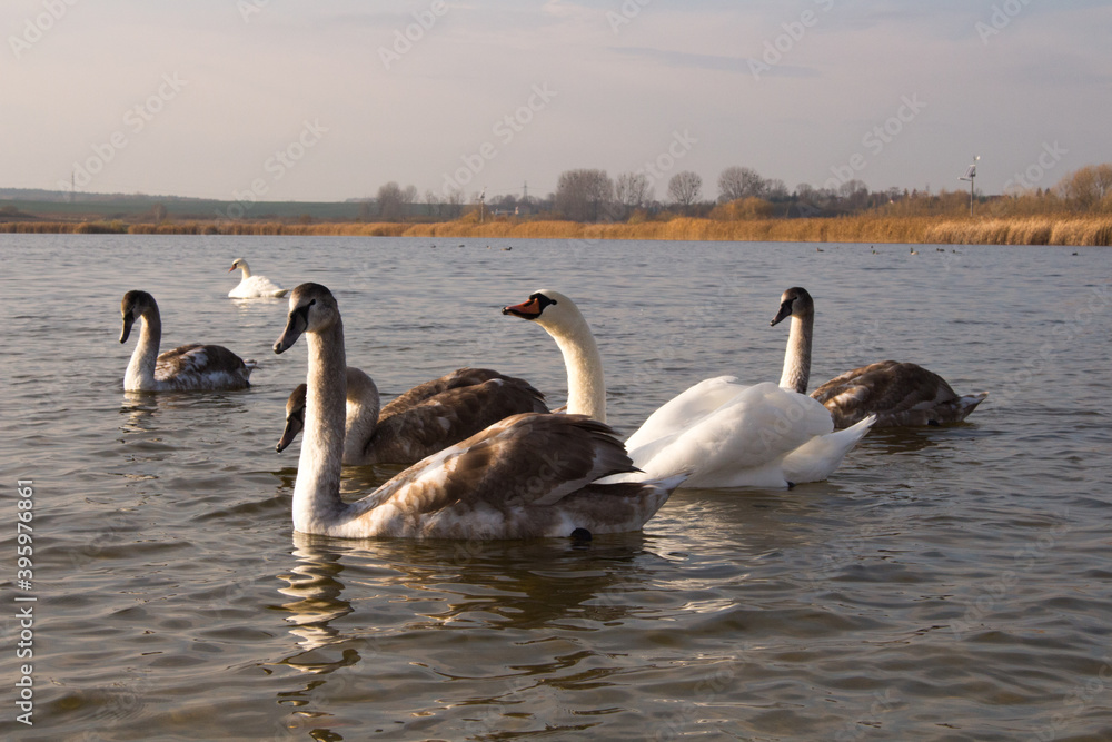 Fototapeta premium Beautiful Mute Swan ( Cygnus olor ) swimming in the Crystal Clear deep lake