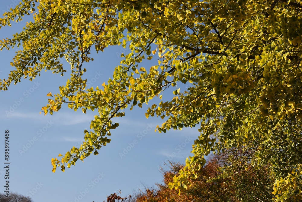 Branches with yellow leaves of Ginkgo biloba, also known as the maidenhair tree, against blue sky. Branches with yellow leaves of Ginkgo biloba, also known as the maidenhair tree, against blue sky.