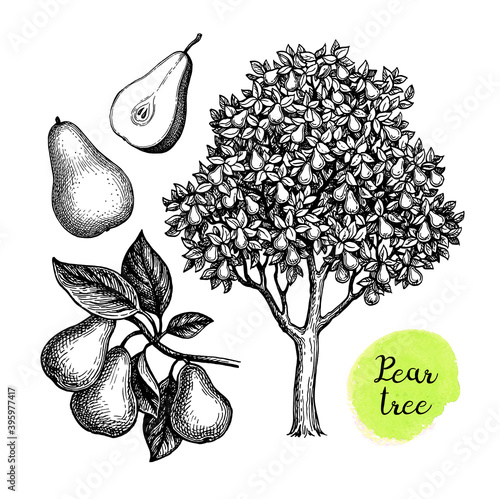 Ink sketch of pear.
