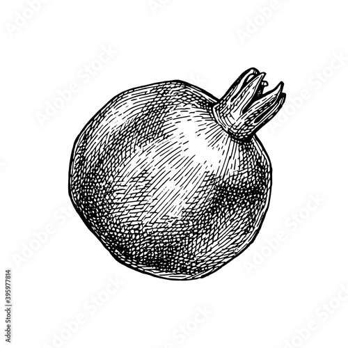 Ink sketch of pomegranate.