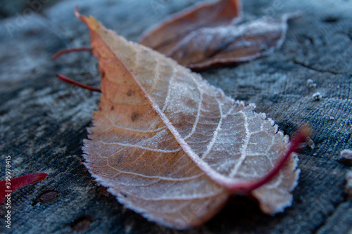 Herbstblatt