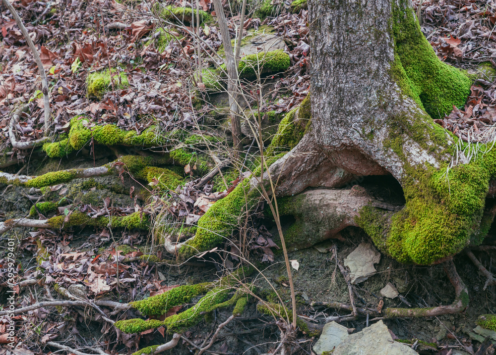Root of an old tree covered with moss in an autumn forest Root of an old tree covered with moss in an autumn forest
