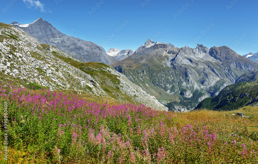 View of mountains and bed of pink flowers near Tignes Ski Resort , France
