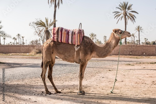 Palmeraie de Marrakech, chameau  © Elodie