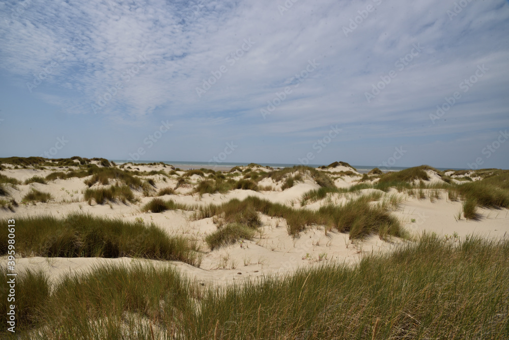 Dunes en baie de Somme Dunes en baie de Somme