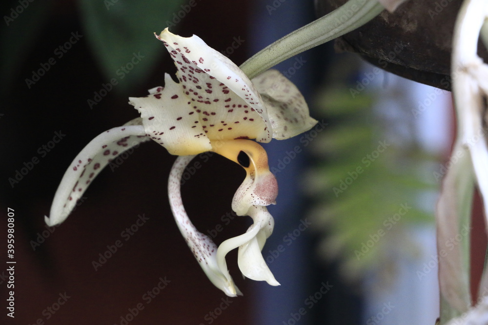 Fototapeta premium ORQUIDEAS FLORES DE ORNATO