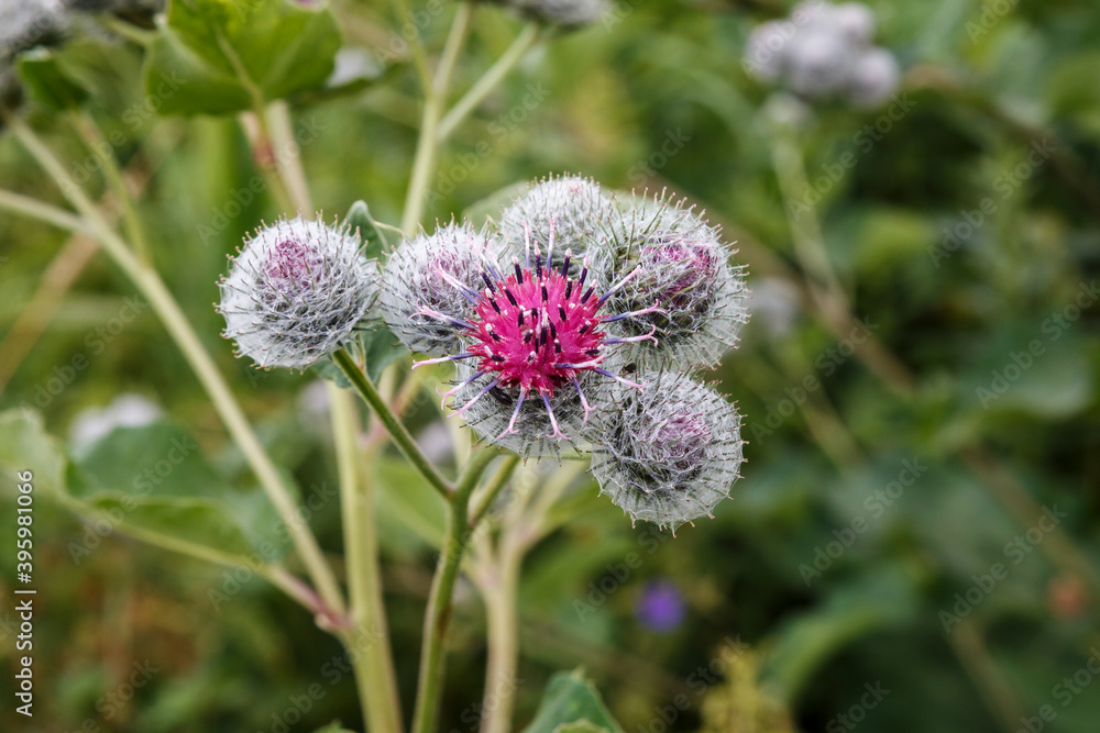 Blooming medicinal plant burdock. Arctium lappa commonly called greater burdock. Blooming medicinal plant burdock. Arctium lappa commonly called greater burdock.