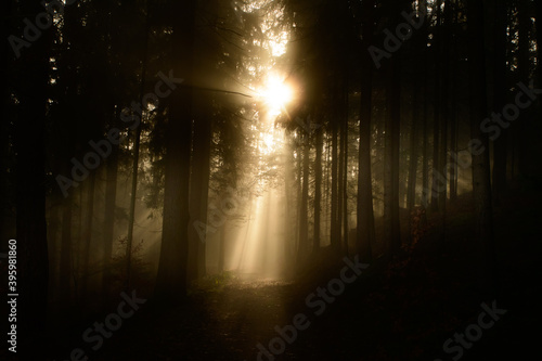 with sun-rays flooded fog forest - dreamlike light and mood