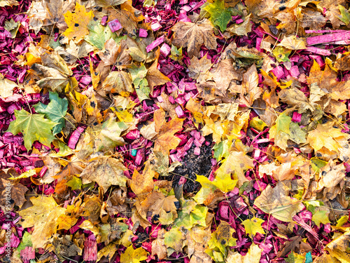 top view of colorful fallen maple leaves and pink wooden mulch on meadow in city park n autumn day