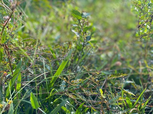 leaves on the ground garden green with nidi kumba mal Nidikumba  photo